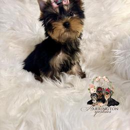 Chloe - Blue and gold female Yorkshire Terrier puppy in Bloomingdale, Georgia from Harrington Yorkies