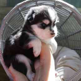 Pomsky Puppies from Arctic Star Pomskies