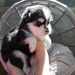 Pomsky Puppies from Arctic Star Pomskies