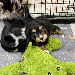 Lace - Black tri-color female Aussiedoodle puppy in Heber City, Utah from Junipersdoodles