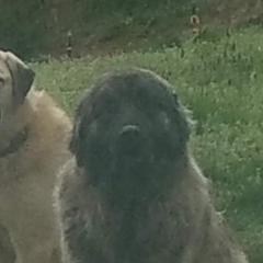 Anatolian Shepherd Dogs from Mulvaney Farms Anatolians