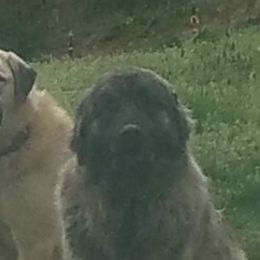 Anatolian Shepherd Dogs from Mulvaney Farms Anatolians