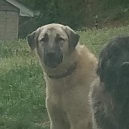 Anatolian Shepherd Dogs from Mulvaney Farms Anatolians