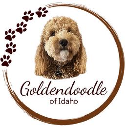 Lexie - Goldendoodle