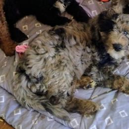 Reese - Blue merle Sheepadoodle puppy in Austin, Texas from Darling Doodles