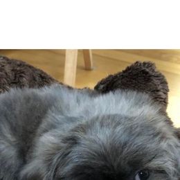 Shih Tzu Puppies from N.F.S.T Imperial ShihTzu Puppies.