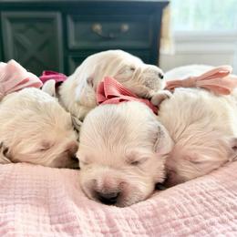 Pick2 - Light golden female Golden Retriever puppy in Deer Lodge, Tennessee from SelahGold