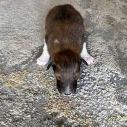 Sable Boy 2 - Sable and white male Shetland Sheepdog puppy in Shirley, Arkansas from Lucky Pups