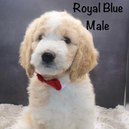 Royal Blue - Parti male Goldendoodle puppy in Maryville, Tennessee from Twin City Doodles