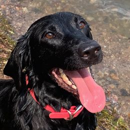 Rocky - Labrador Retriever
