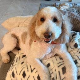 Lily - Goldendoodle