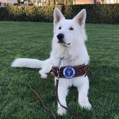 Berger Blanc Suisses from Swiss Legacy Kennels