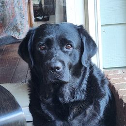 Livy - Labrador Retriever