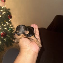 Boy 1 - Black and tan male Yorkshire Terrier puppy in Pomona, California from Lunio's Yorkies