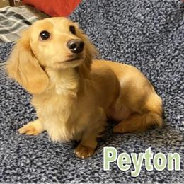 Peyton - Dachshund