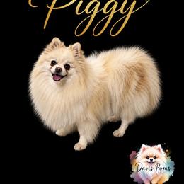 Piggy - Pomeranian