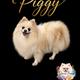 Piggy