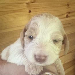 Dark red piebald read description - Piebald female Dachshund puppy in Helenville, Wisconsin from Remarkable Doxies