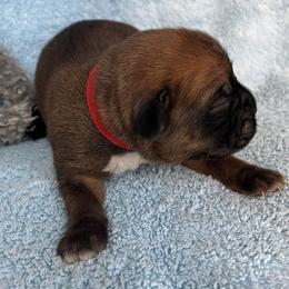 Boy 6 - Fawn male Boxer puppy in Plainwell, Michigan from Hope's Beautiful Boxers