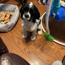 Cocker Spaniel Puppies from Riegelz Cockers