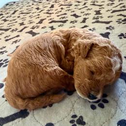 Woody - Apricot male Goldendoodle puppy in Pensacola, Florida from Goldendoodles Love You in Pensacola Friend Edition