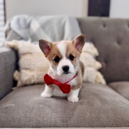 Red Boy - Jimmy - Red male Pembroke Welsh Corgi puppy in Vilonia, Arkansas from Lucky Pups Corgis