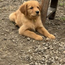 Golden Retriever Puppies from Copper Tail Golden Retrievers