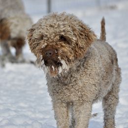 Grizzz - Lagotto Romagnolo