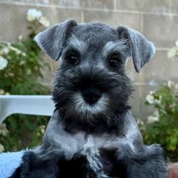 Mr Gloves - Salt and pepper male Miniature Schnauzer puppy in Wildomar, California from My Angel Schnauzers