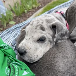 Great Dane Puppies from Darice Ruddell