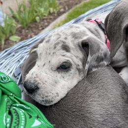 Great Dane Puppies from Darice Ruddell