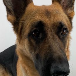 German Shepherds from Katelyn Gumerlock's German Shepherds