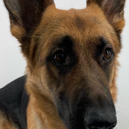German Shepherds from Katelyn Gumerlock's German Shepherds