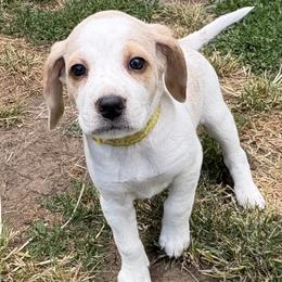PENDING - Honeys Yellow - Lemon and white female Beagle puppy in Brownsville, Oregon from Beagles on the Run