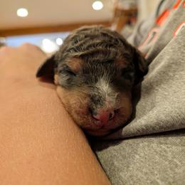 Coco - Blue merle female Aussiedoodle puppy in Yacolt, Washington from Aussiedoodles by Maggie