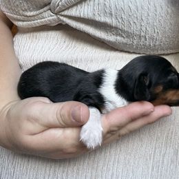 Boy - Piebald male Dachshund puppy in Canastota, New York from Diamond Dachshunds