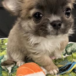 Chihuahua Puppies from So Sweet Chihuahuas