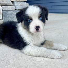 King - Black tri-color male Australian Shepherd puppy in Loda, Illinois from Pilcher Farms