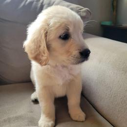 Pink Collar - Light golden female Golden Retriever puppy in Brush Prairie, Washington from Paradise Peaks