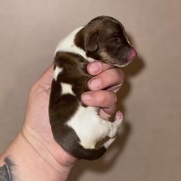 Steve - Brindle male Dachshund puppy in Hornbeck, Louisiana from A&Z Mini Dachshunds