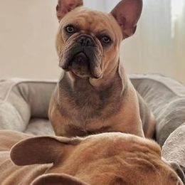 French Bulldogs from Fancy Pig Frenchies