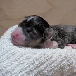 Sky - Blue female Pembroke Welsh Corgi puppy in Brandon, Mississippi from Jenny May’s Corgis