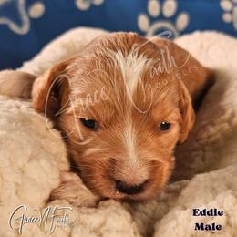 Eddie - Red  male Goldendoodle puppy in Peyton, Colorado from Grace N Faith Doodles