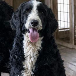 Phoebe - Bernedoodle