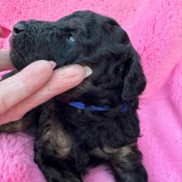 Blue - Phantom male Poodle puppy in Simms, Texas from Donna’s Aussies & Pink Heart Poodles