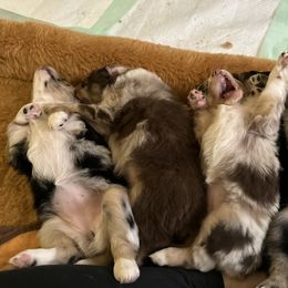 Australian Shepherd Puppies from M3 Sassafrass Ranch