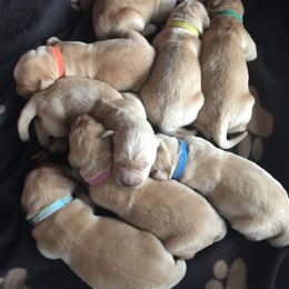 Golden Retriever Puppies from Joyfully Golden