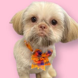 Carolina - Shih Tzu