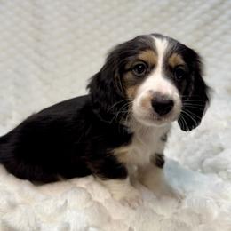 Gus - Black and cream male Dachshund puppy in Cherry Valley, California from Sugar and Spice Dachshunds