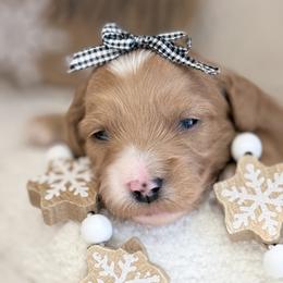 Taylor - Red  female Goldendoodle puppy in Boise, Idaho from Goldendoodle Baby